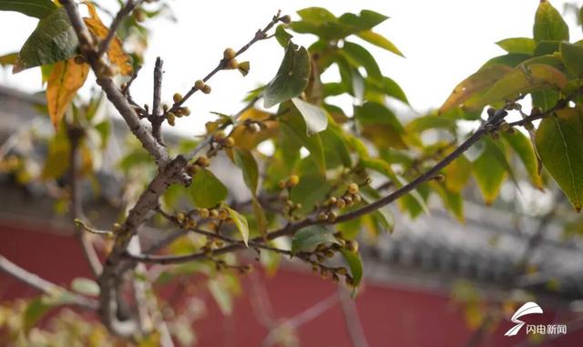 组图丨泰山脚下王母池：红墙映蜡梅 寒香醉冬阳