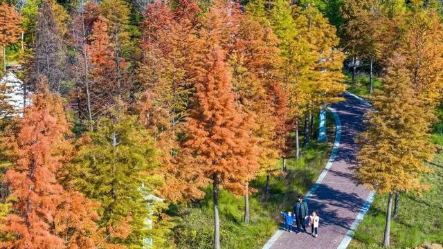 秋景大片都没看，洛阳的秋天，这就结束了？
