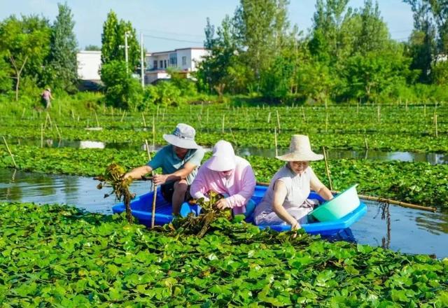 唱菱歌 划菱船 采龙菱！司马光小镇第六届采菱文化体验活动举行