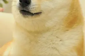外媒：“Doge”表情包原型柴犬去世图片