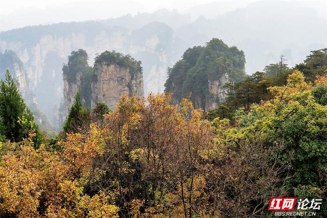 【每日一图@湖南】秋冬自驾必冲！张家界黄石寨暖阳峰林美到出圈