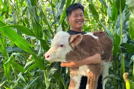 兽医乡村医牛30年：每年接生牛犊200头，牛粪溅一身坚决不改行图片