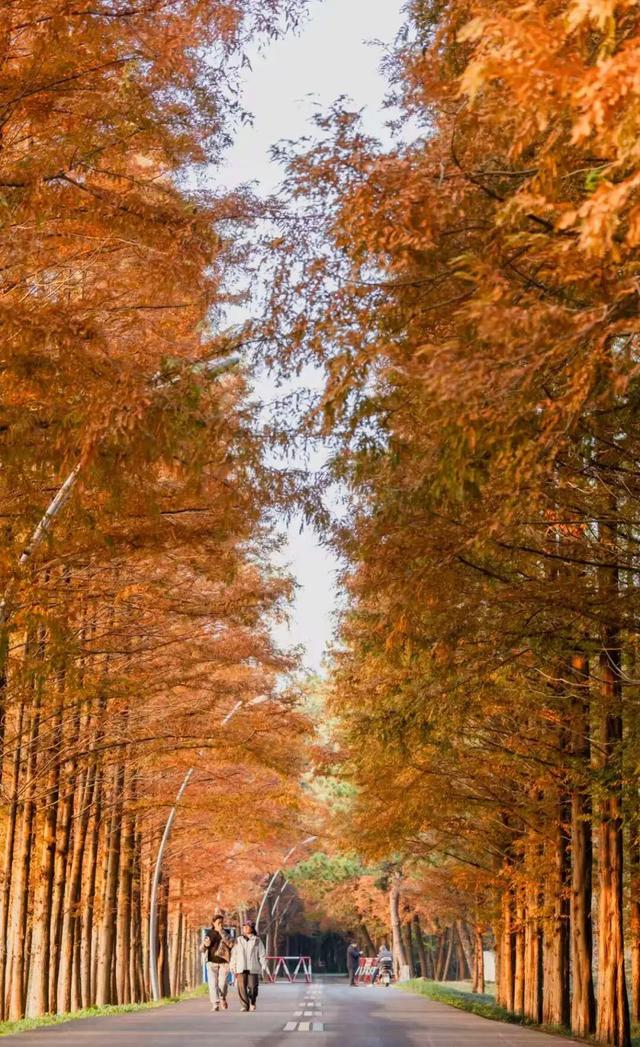 这片焦糖色的“童话森林”，美得藏不住了！