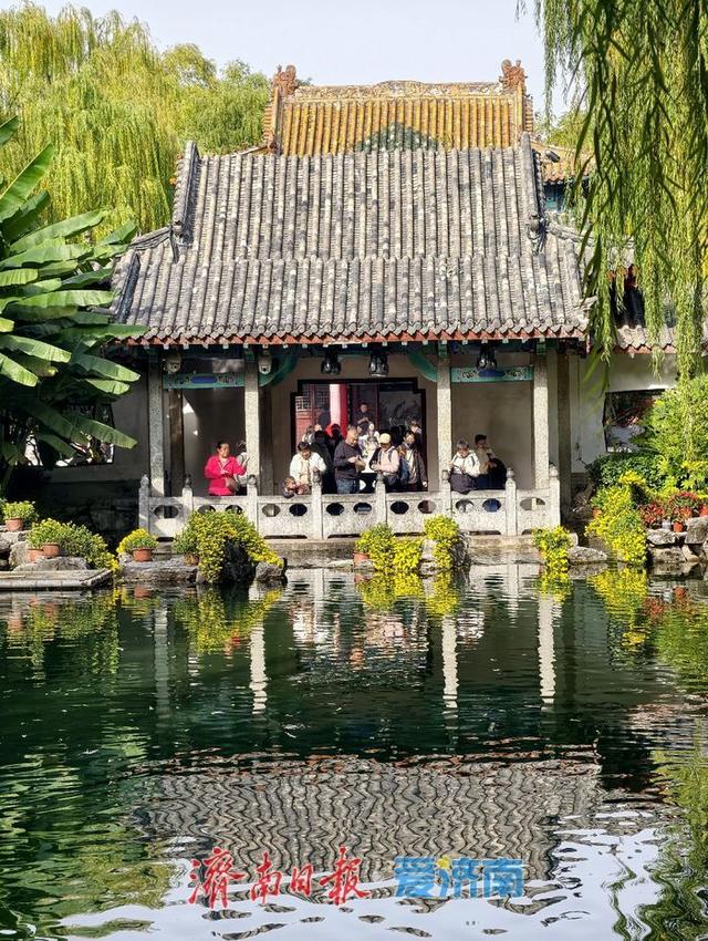 一年四季 泉在济南丨泉畔初冬，被菊花镶上了“金边”