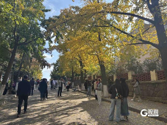 秋到八大关，氛围感拉满