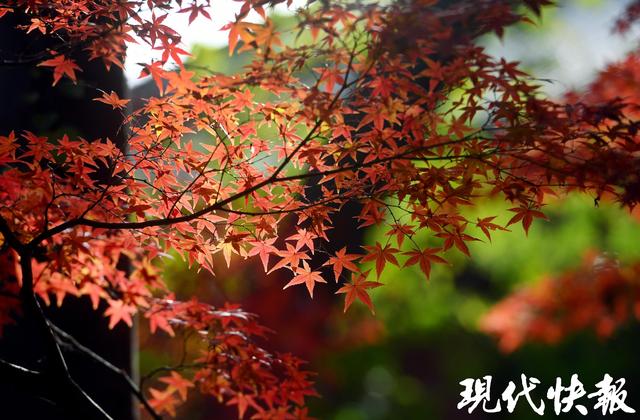 南京中山植物园红枫岗迎来最佳观赏期，色彩交响盛宴将持续至12月中旬