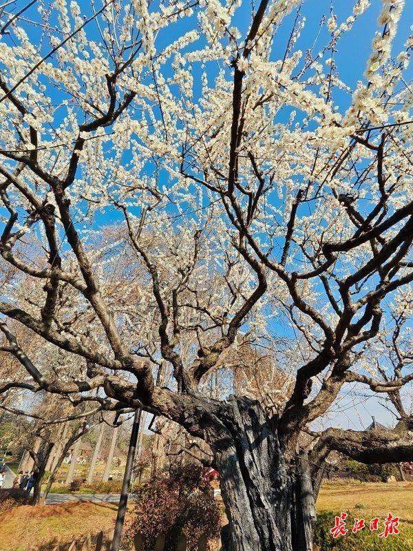 最新公园赏梅地图发布，武汉116座公园可赏梅花