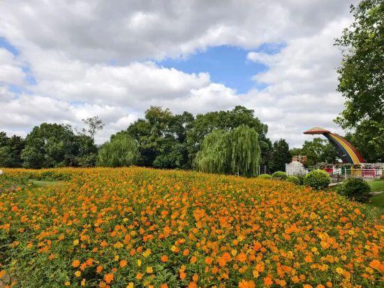 上海秋日浪漫天花板！这些花海美到让人心醉