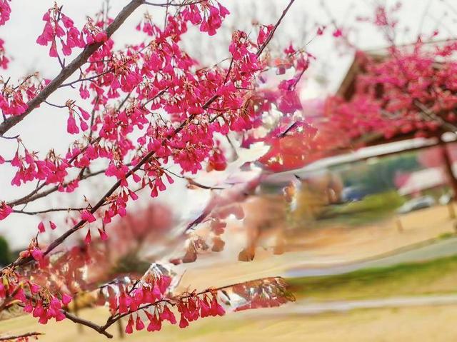 寒冬樱色 一眼心动 快来华容杏福园邂逅2026第一缕春信