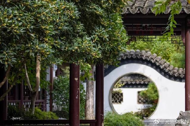 秦淮花事 | 秋日限定！在秦淮，与一场桂花雨不期而遇→