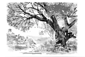 光明文化周末：南国的树图片