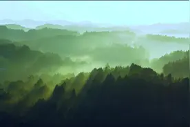【2023湖南茶叶“三茶统筹”示范品牌】  张家界莓茶：一叶莓茶 “回甘”一方图片
