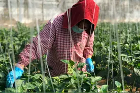 作物为何要轮作？轮作时应注意哪些问题？看专家如何解答图片