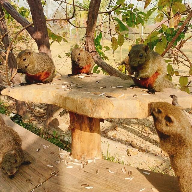 赏花撸萌宠、水果采摘、围炉煮茶……来珠海这里跨年，太精彩！