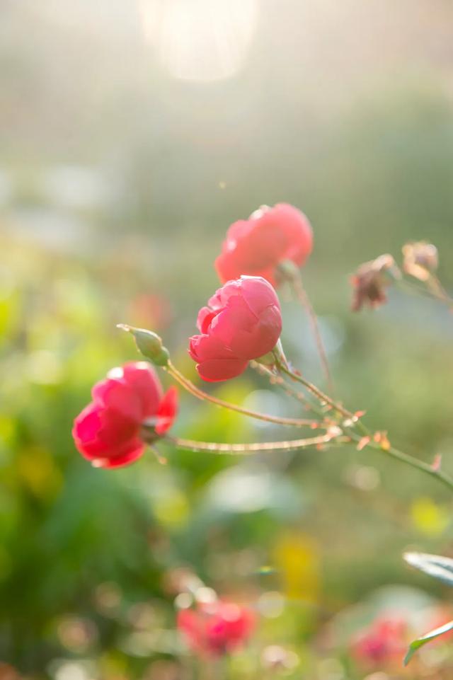 @0731，一组绿心秋色卡，请查收！