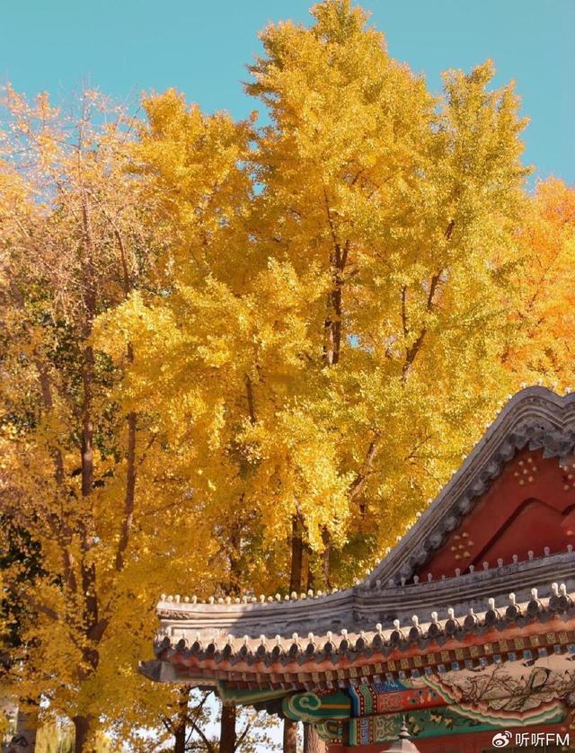 北京免费赏秋攻略来了！