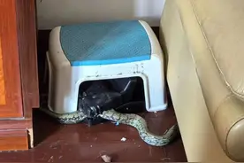 蹭空调？奉贤一居民家里蛇出没，应急消防都出动了图片