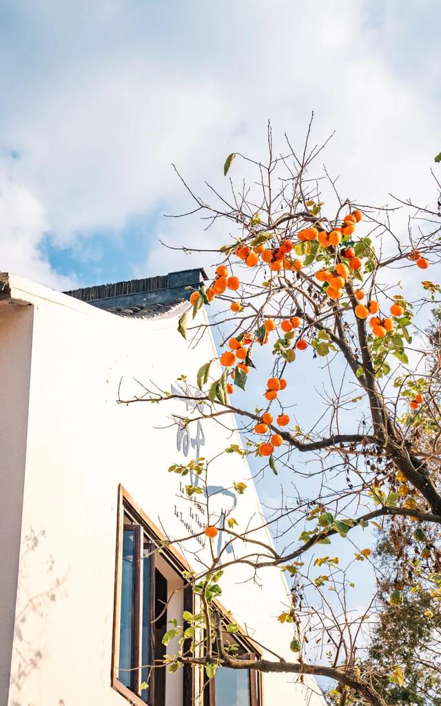 黄金稻田、绝美窗景！这个免费的爆款机位，定格上海最美秋天→