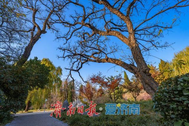 一年四季 泉在济南丨济南降温迎清透蓝天 南郊宾馆公园冬日景致美如画