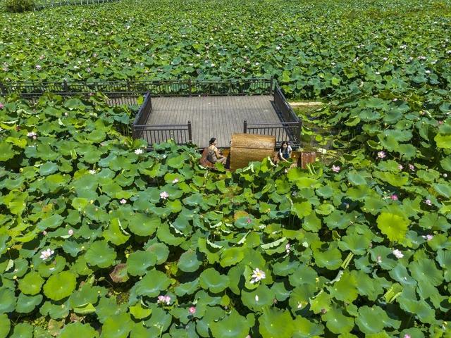 盛夏“荷”处去？三湘美景等你约……