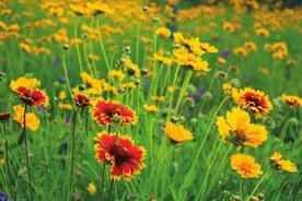 淮南舜耕山环山路夏花绽放图片