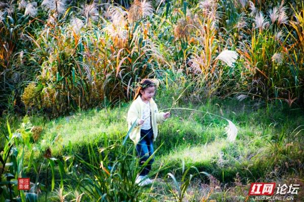 在红穗白苇间，书院洲的秋日仙境已上线