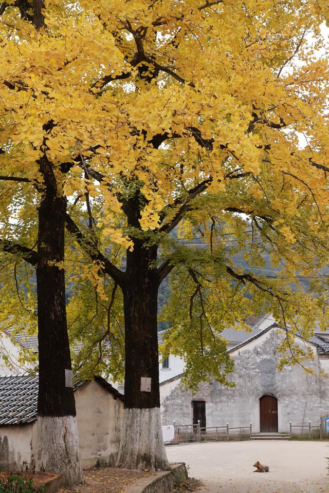 晚潮｜一叶知秋