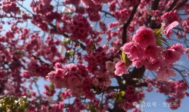 ​来东川拖布卡，赴一场繁花之约！