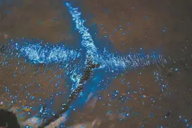 周末去哪儿 | “蓝眼泪季”来了 平潭“追泪”游走起！图片