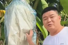 我是四川人，我在老挝种香蕉丨全球拍客·我在一带一路图片