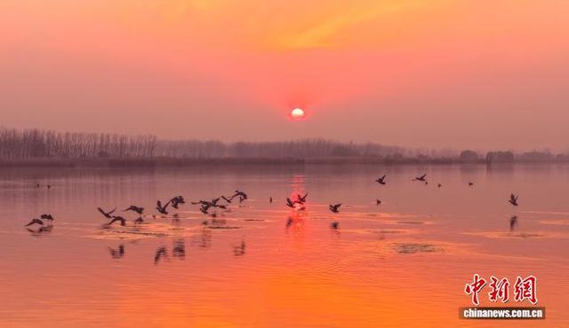 安徽沱湖：水鸟翔集景色美