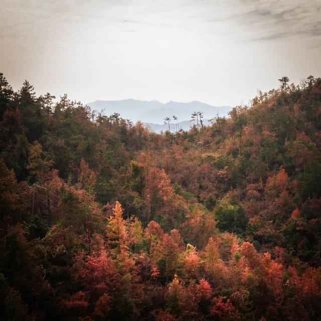 去有“枫”的地方，团风大崎山“枫”景正好！