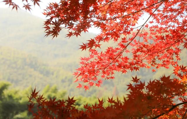 余杭初冬藏不住！这些秘境绝美~