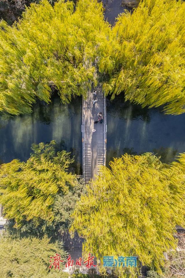 一年四季 泉在济南丨护城河畔诗意浓 晴光倾洒柳轻拂
