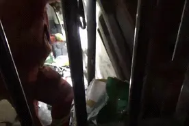 “吓人，没见过这么大的蛇！” 近期河南多地蛇出没，消防紧急提醒图片