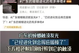 广东蟑螂已“进化”？疾控部门回应图片