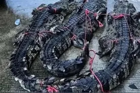 70多条鳄鱼“出逃”！当地：尽量不要出门图片