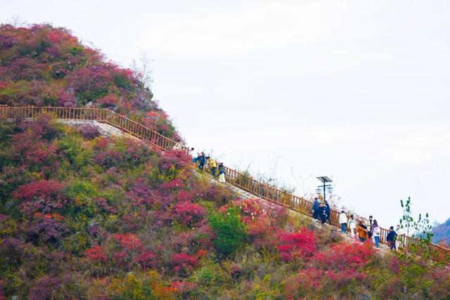 巫峡红透时，才懂中国秋天的壮阔