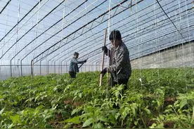 东庄镇：西红柿管护正当时 种出丰收好“钱”景图片