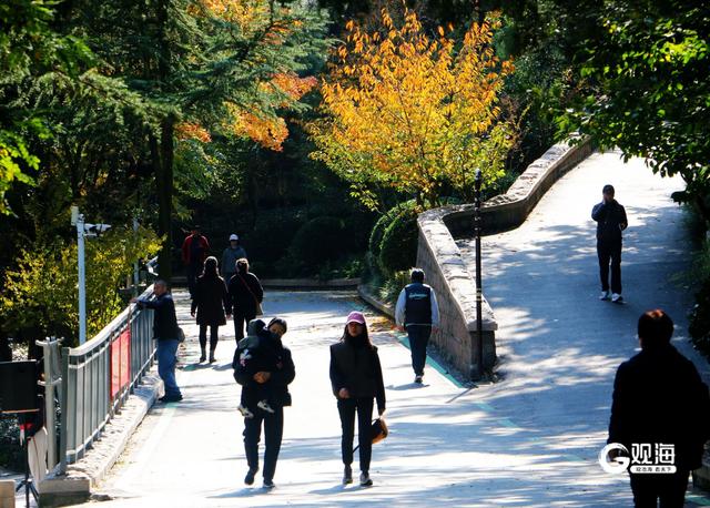 落叶如画！青岛“落叶缓扫”，触手可及的限定美好