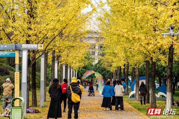 岁暖时刻丨湘府公园银杏季：看叶、玩耍、晒太阳，长沙人的欢乐场