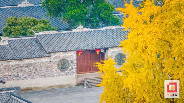 打卡正当时！王家大院解锁百年银杏“限定金色皮肤”