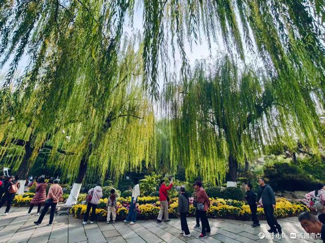 趵突泉菊展花开正当时