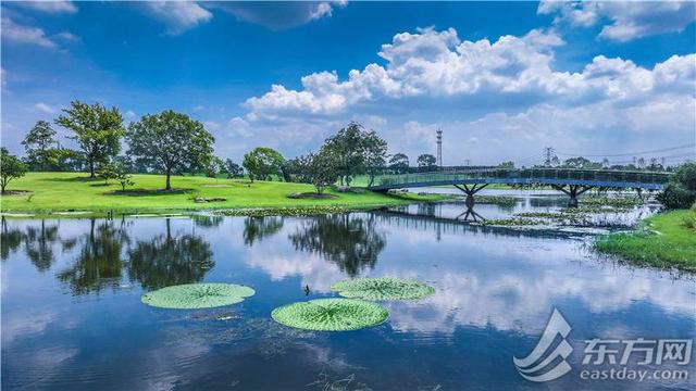 辰山植物园睡莲展即将开幕，七大展区全攻略