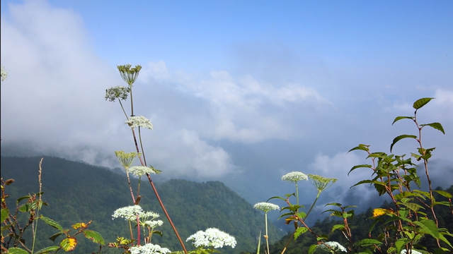 清凉天丨湖北神农架：华中绿肺，22℃秘境