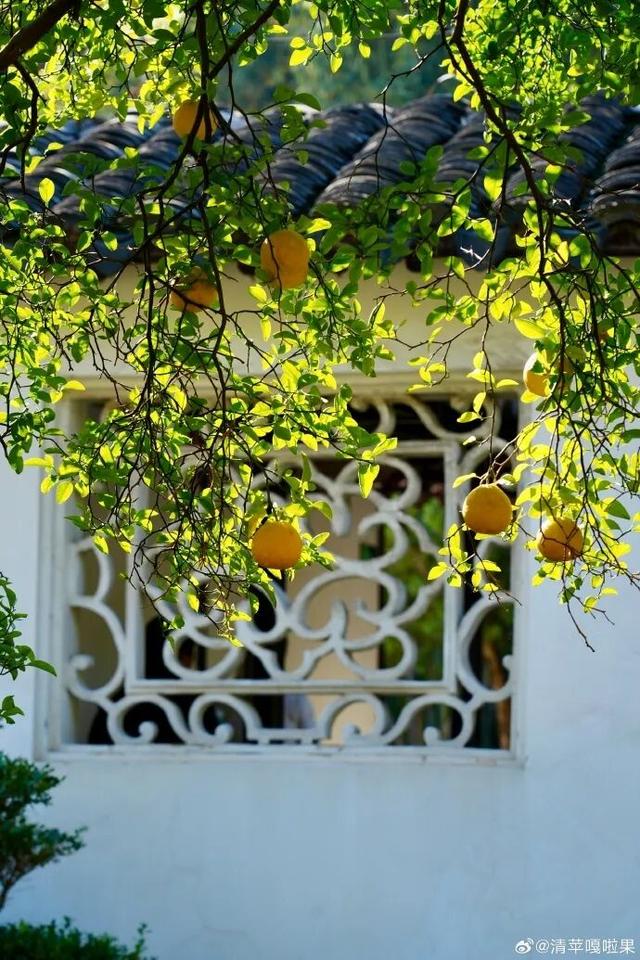 怎么能错过秦淮的秋天呢？