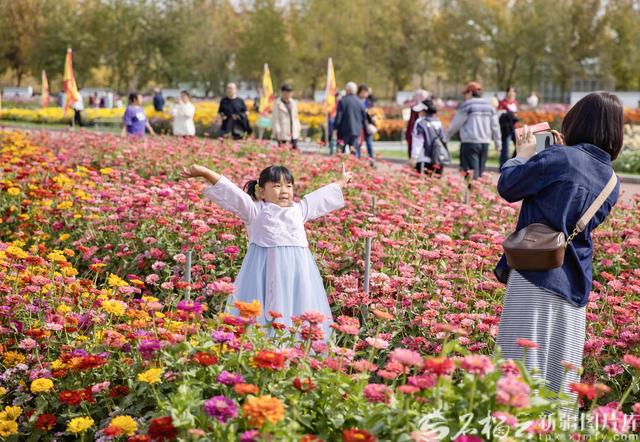 新疆农业博览园72万株秋菊盛放 花期将持续至10月中旬