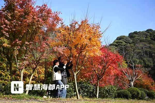 九峰村红枫银杏交织成画，成福州人周末游新宠