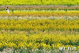 组图 | 彩色油菜花盛放，隆平稻作公园变身“莫奈花园”图片