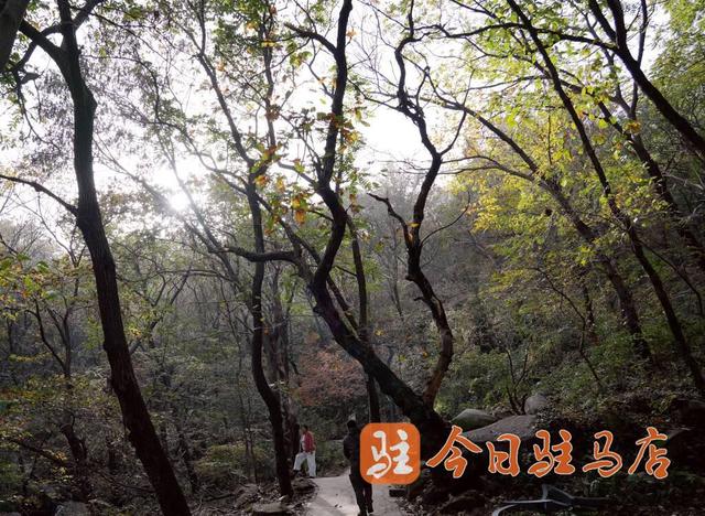 初冬金顶山：红叶染层林 漫山披盛装